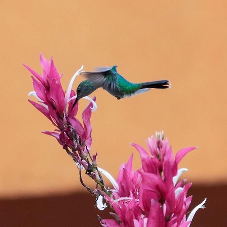 Finca Jardin Del Agua Sasaima Eksteriør billede