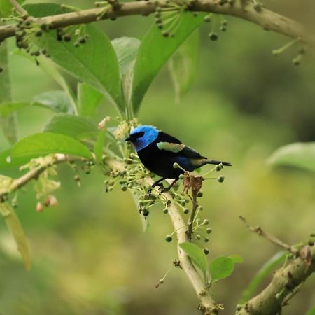 Finca Jardin Del Agua Villa Sasaima Eksteriør billede