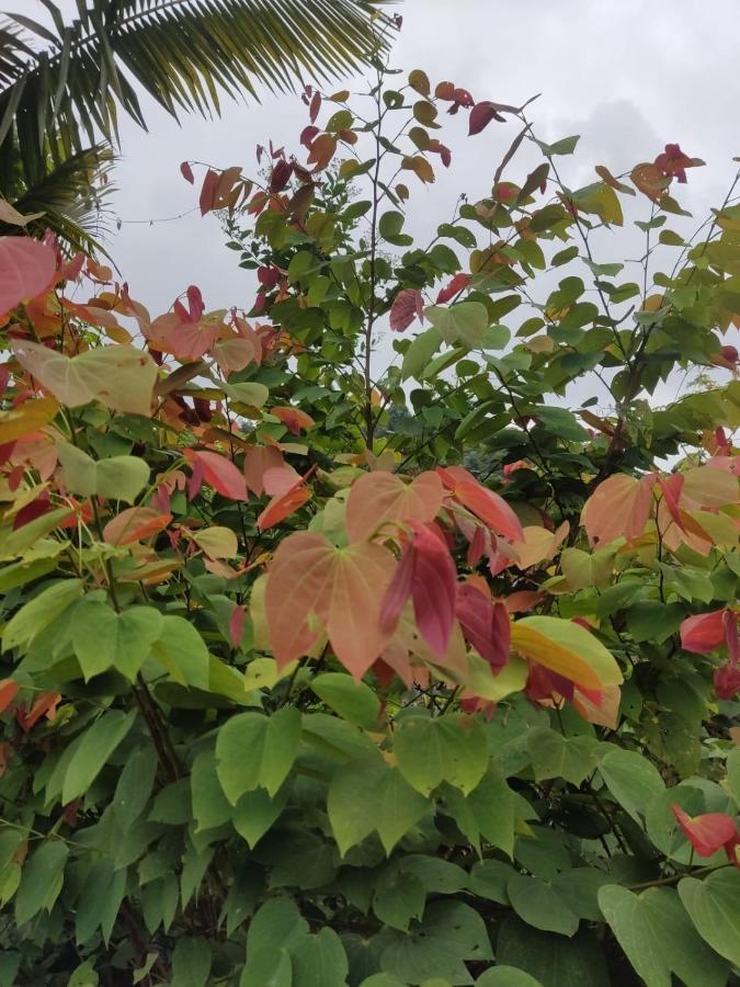 Finca Jardin Del Agua Villa Sasaima Eksteriør billede