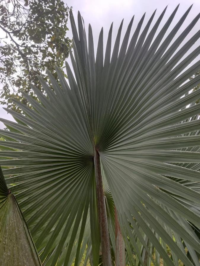 Finca Jardin Del Agua Sasaima Eksteriør billede