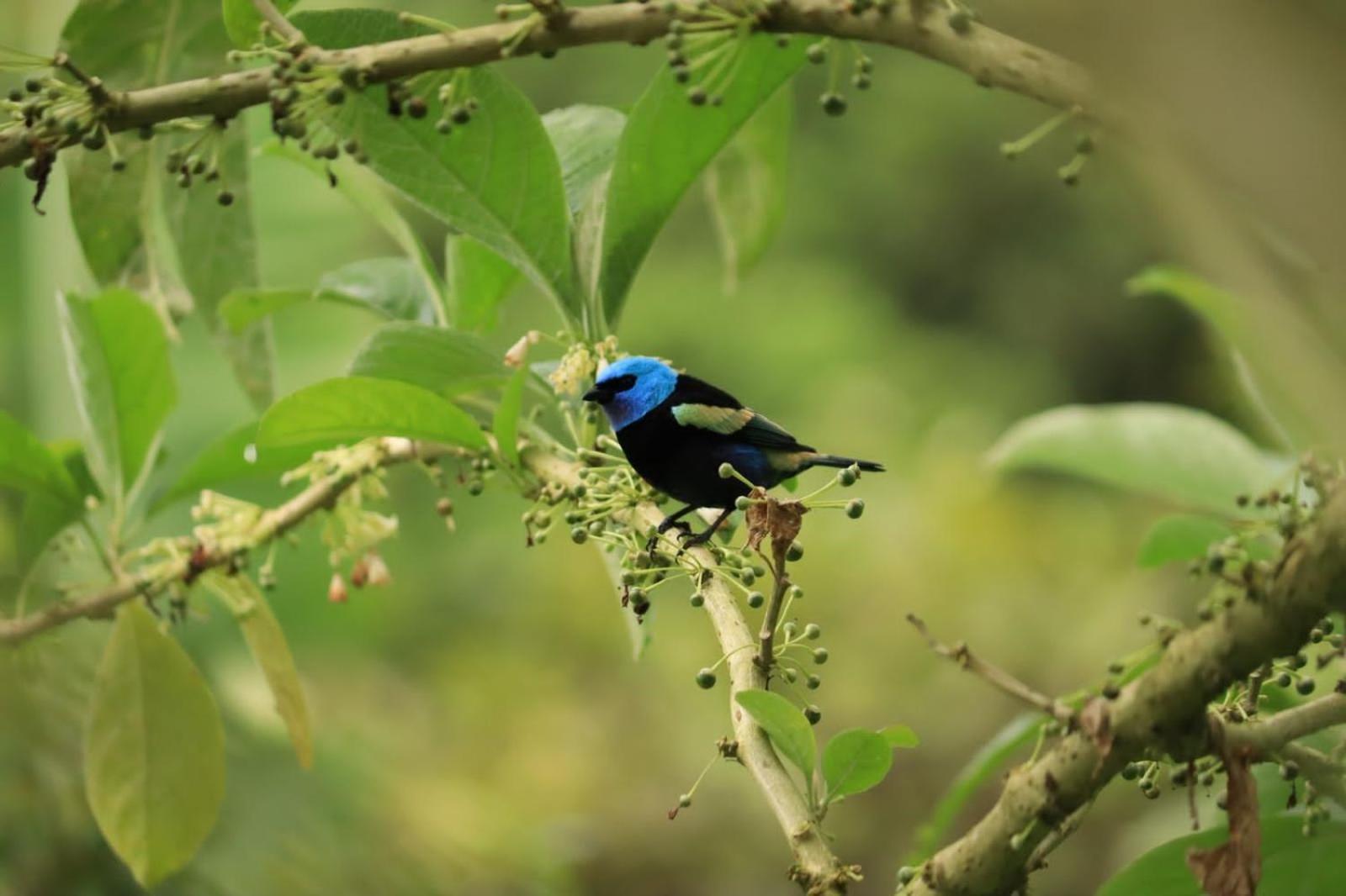 Finca Jardin Del Agua Villa Sasaima Eksteriør billede